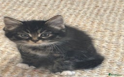 Mixed Breed cats for sale: Mixed tabby long fur - Image 5