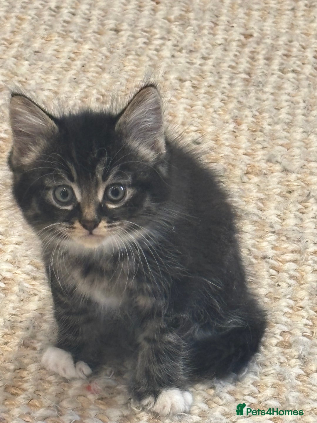 Mixed Breed cats for sale: Mixed tabby long fur - Image 5