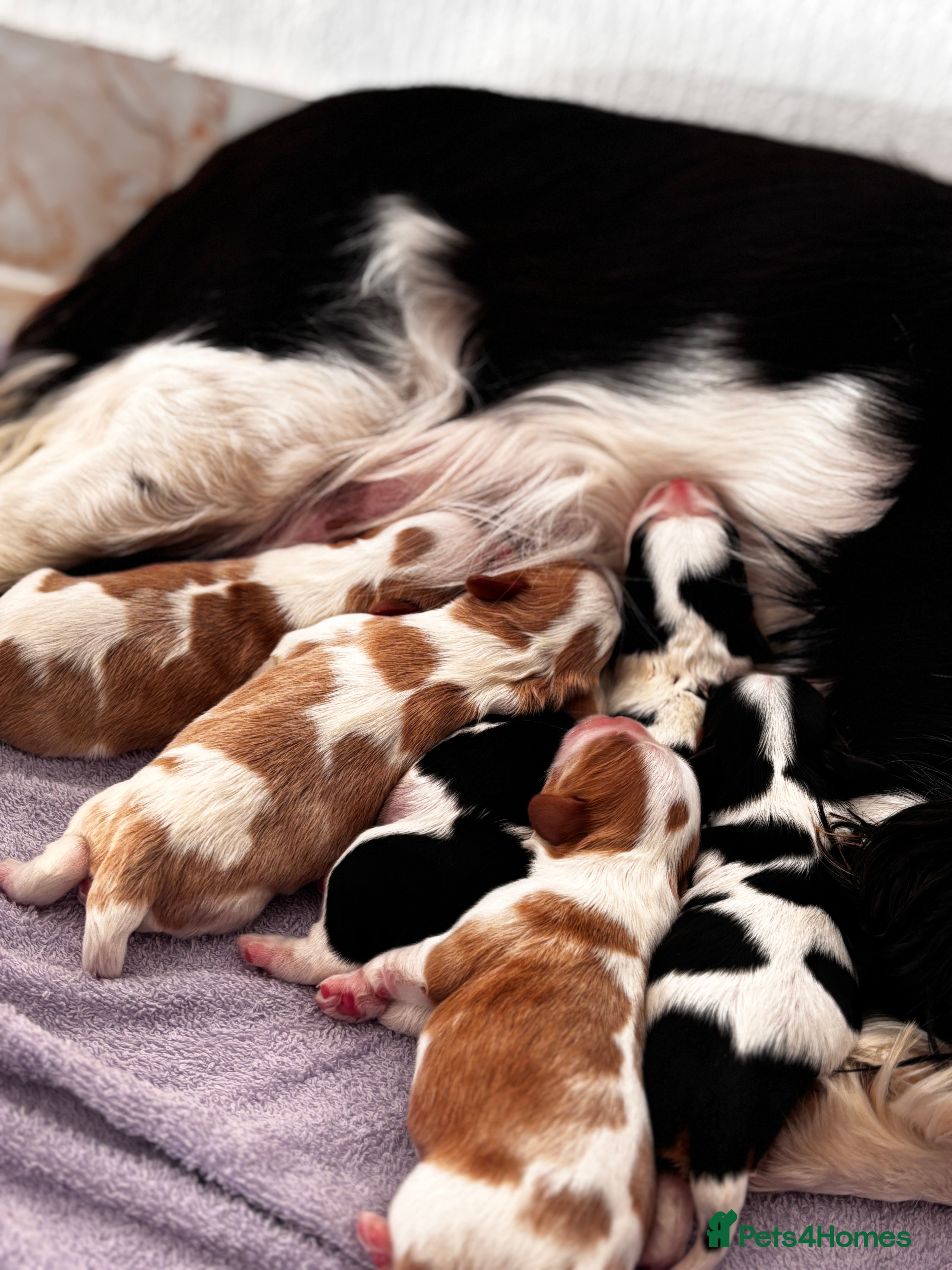 Cavalier King Charles Spaniel dogs Cavalier puppies  - Advert 15