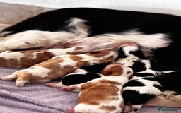 Cavalier King Charles Spaniel dogs for sale: Cavalier puppies  - Advert 1