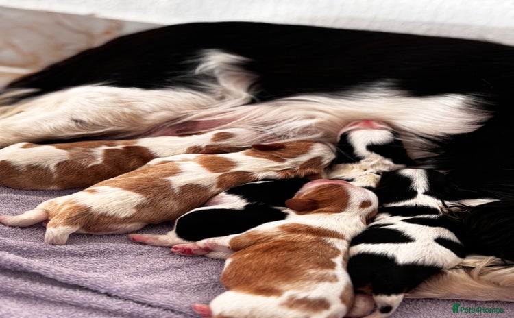 Cavalier King Charles Spaniel dogs Cavalier puppies  - Advert 1