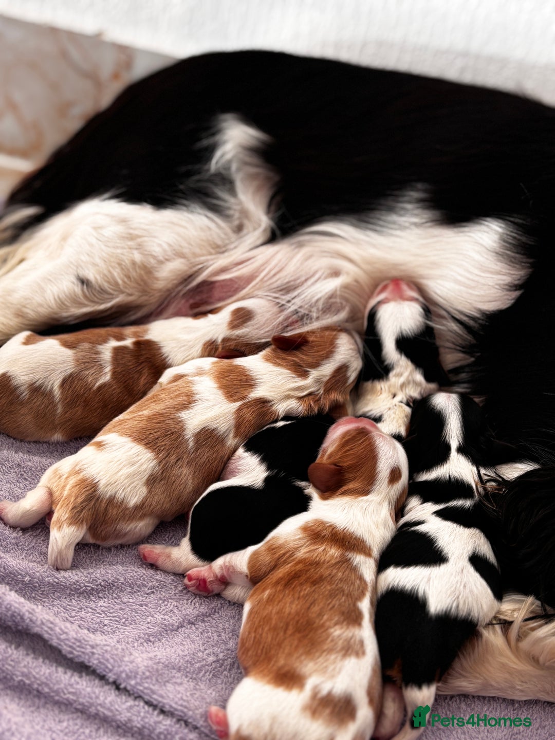 Cavalier King Charles Spaniel dogs for sale: Cavalier puppies  - Advert 1