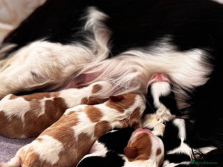 Cavalier King Charles Spaniel dogs Cavalier puppies - Advert 1