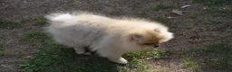 Pomeranian dogs for sale: Bentley – Beautiful Silver-Toned Pomeranian Boy 🐾 - Advert 5