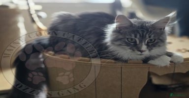 Maine Coon cats - Advert 3