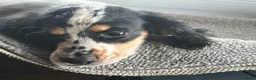 Cocker Spaniel dogs for sale: Kc registered  - Advert 6