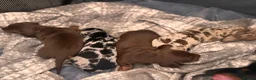 Miniature Dachshund dogs for sale: Miniature Dachshund Puppies 3 Girls & 1 Boy 🐾 - Advert 4