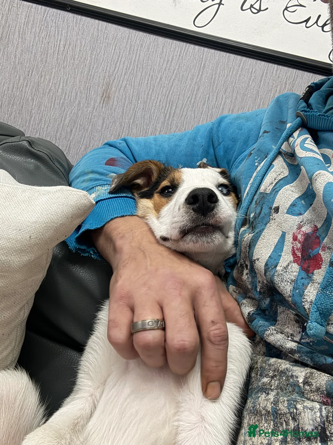 Border Collie dogs for sale: Border collie ( with part spaniel ) - Advert 2