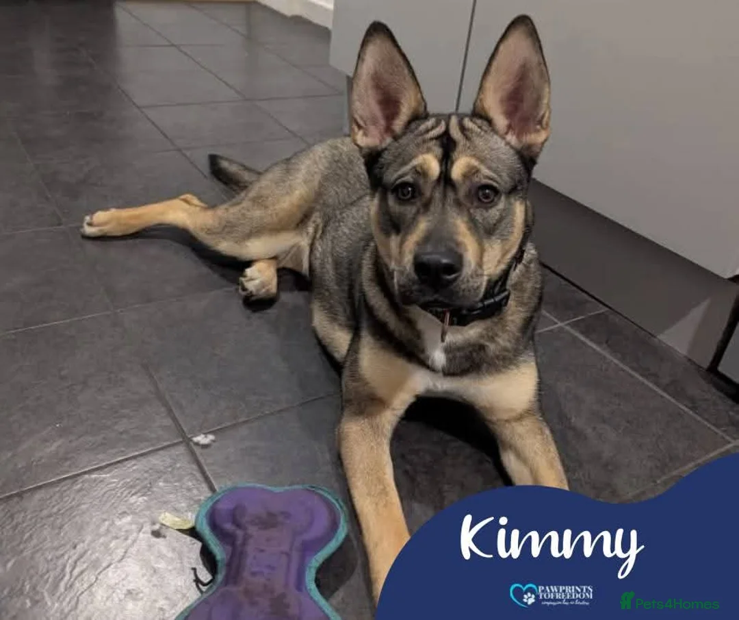 Mixed Breed dogs for adoption: Meet Kimmy, currently residing in Cheshire  - Advert 1