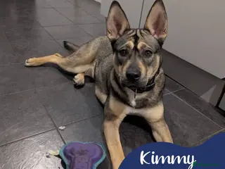 Mixed Breed dogs Meet Kimmy, currently residing in Cheshire - Advert 3