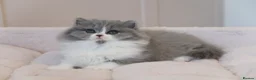 British Longhair cats for sale: PEDIGREE British Longhair kittens - Advert 22