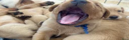 Labrador Retriever dogs for sale: Outstanding Red&Yellow Labradors,KC&health tested - Advert 15