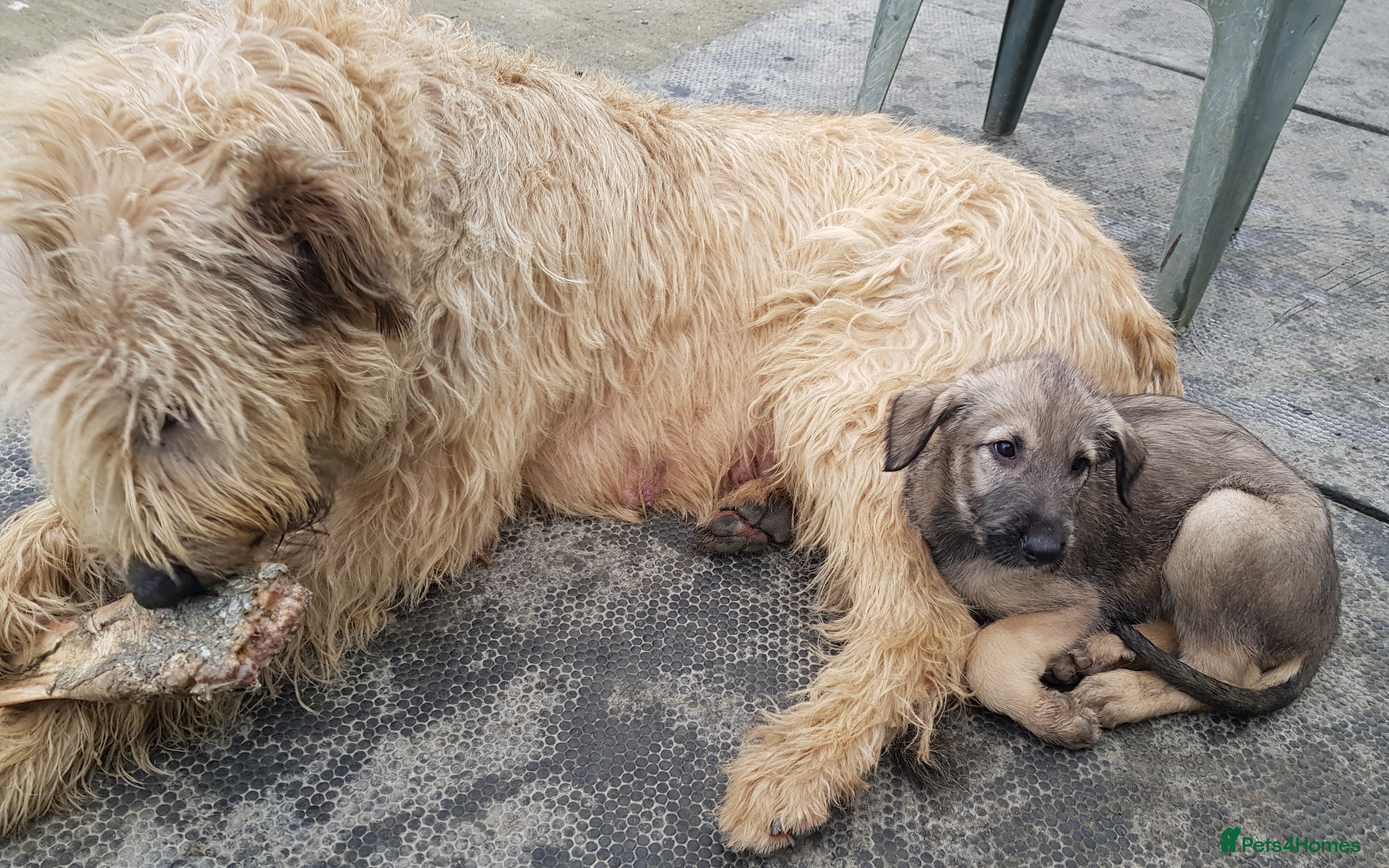 Irish Wolfhound dogs Irish Wolfhound Pups - Advert 3