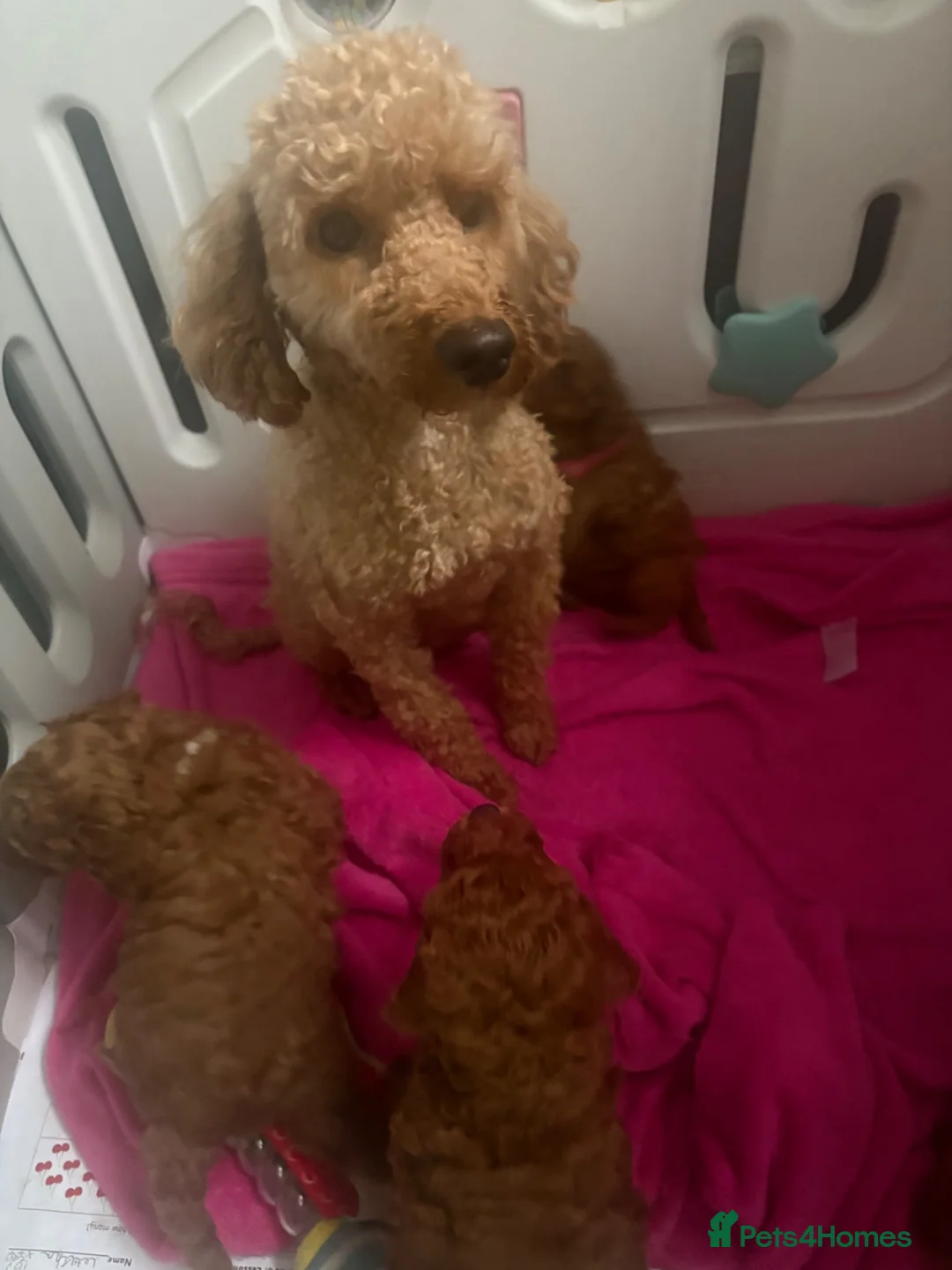 Toy Poodle dogs for sale: Beautiful Toy poodle  - Advert 11