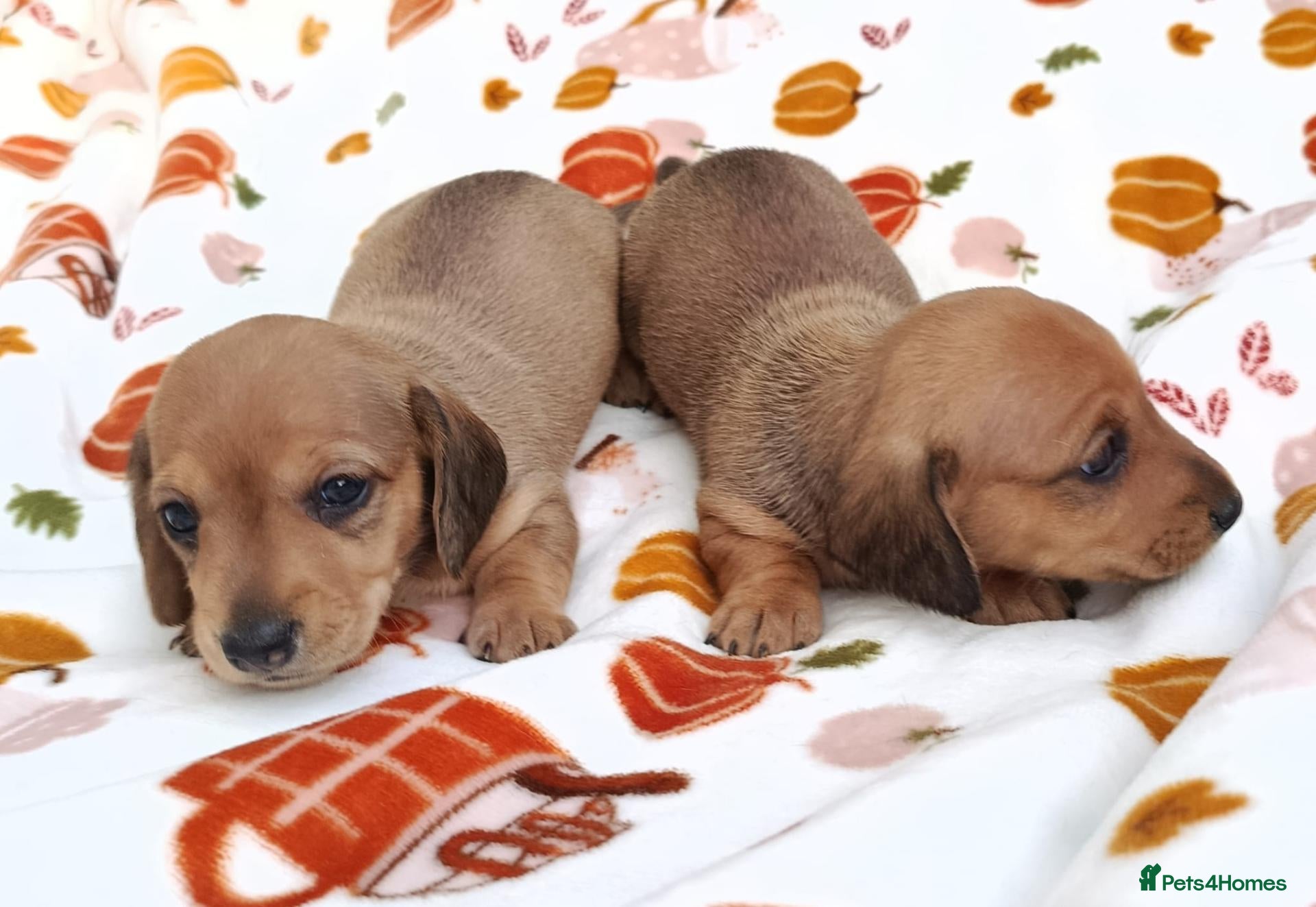 Miniature Dachshund dogs Quality Bred Health tested mini/pra clear  - Advert 2