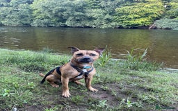 Staffordshire Bull Terrier dogs for sale: 2 Year Old Staffy - READ DESCRIPTION - Image 4