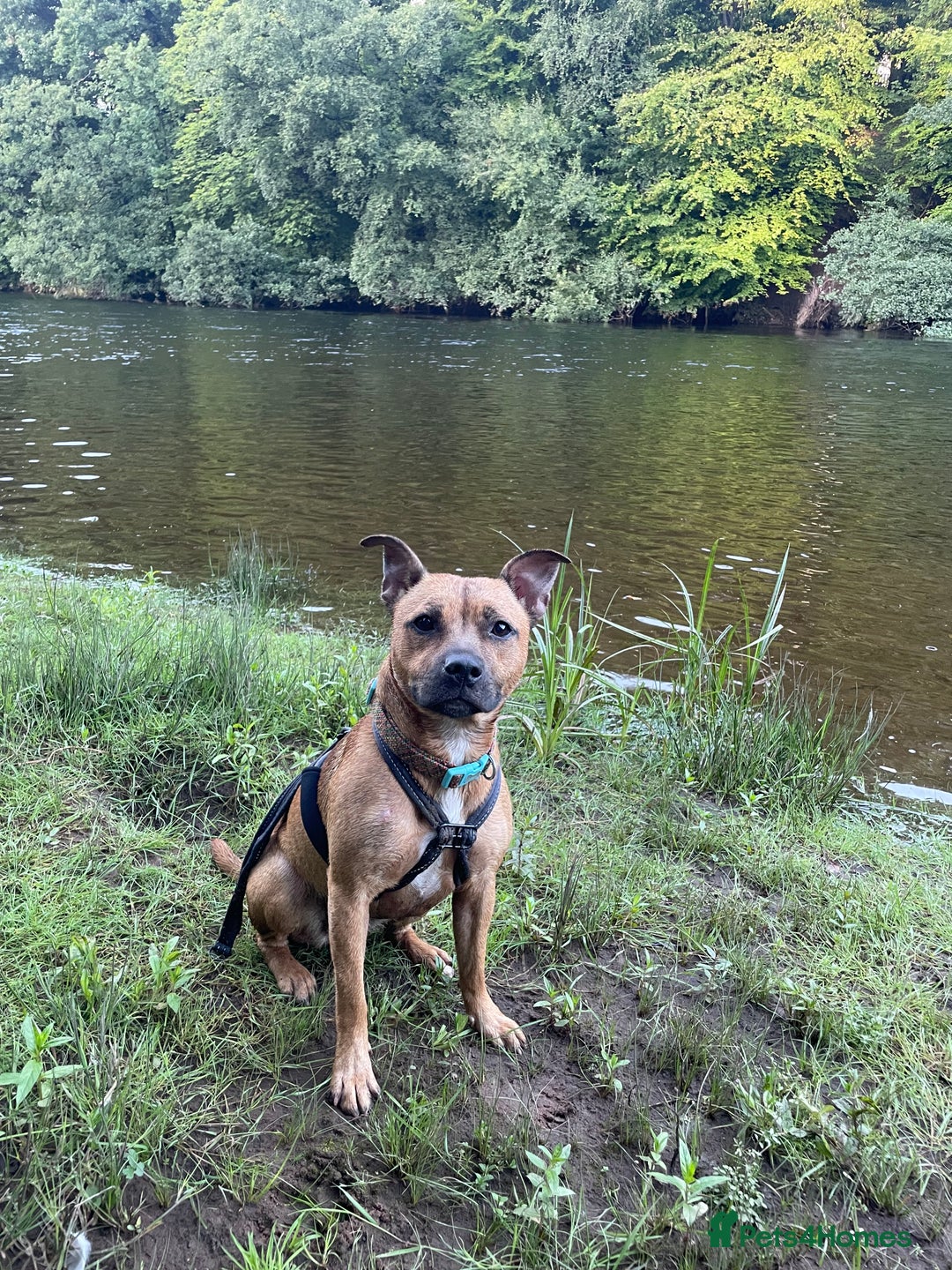 Staffordshire Bull Terrier dogs for sale: 2 Year Old Staffy - READ DESCRIPTION - Image 4