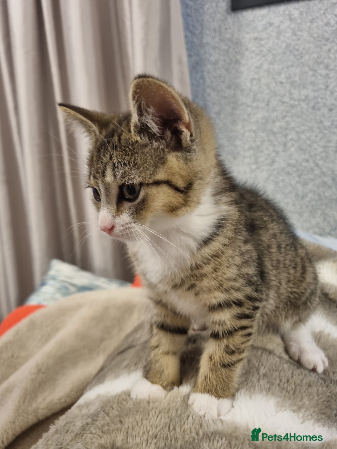 American Shorthair cats for sale: Gorgeous girls looking for new home🏡 - Image 8