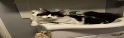 Maine Coon cats for sale: Last fluffy babie available - Advert 5