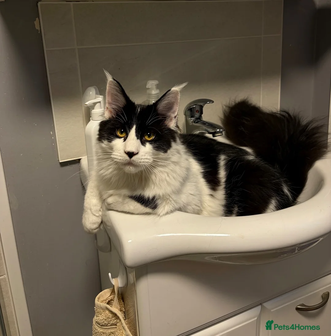 Maine Coon cats for sale: Last fluffy babie available - Advert 5