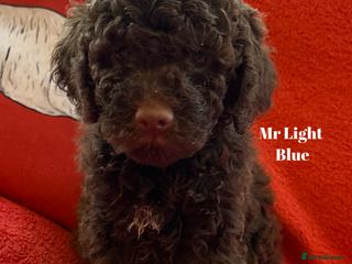 Lagotto Romagnolo dogs Pedigree Lagotto Male Puppy 5⭐️ Licensed Breeder - Advert 1