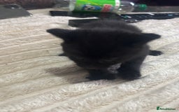 Mixed Breed cats for sale: Fluffy black kittens ready now  - Image 5