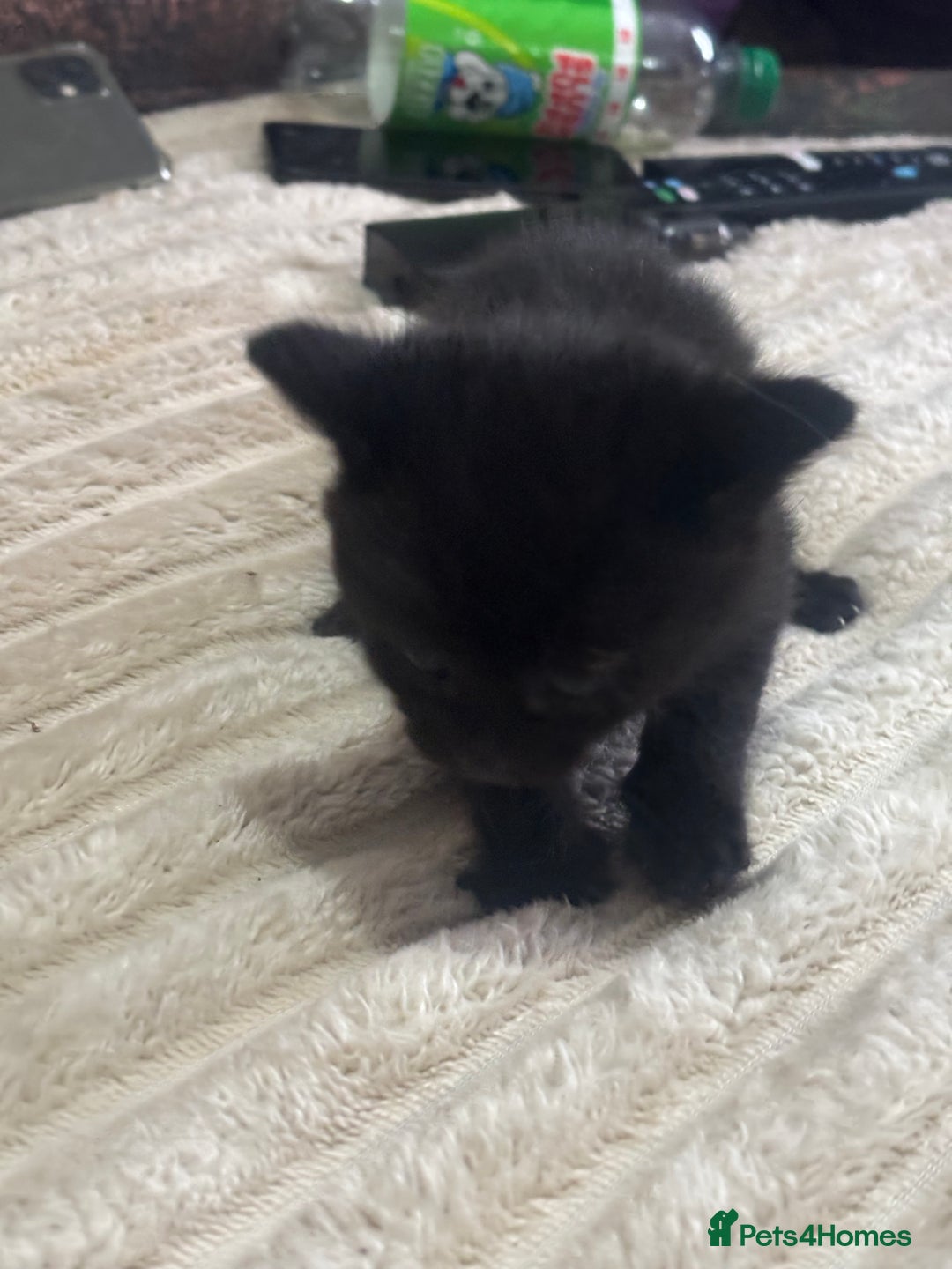 Mixed Breed cats for sale: Fluffy black kittens ready now  - Image 5