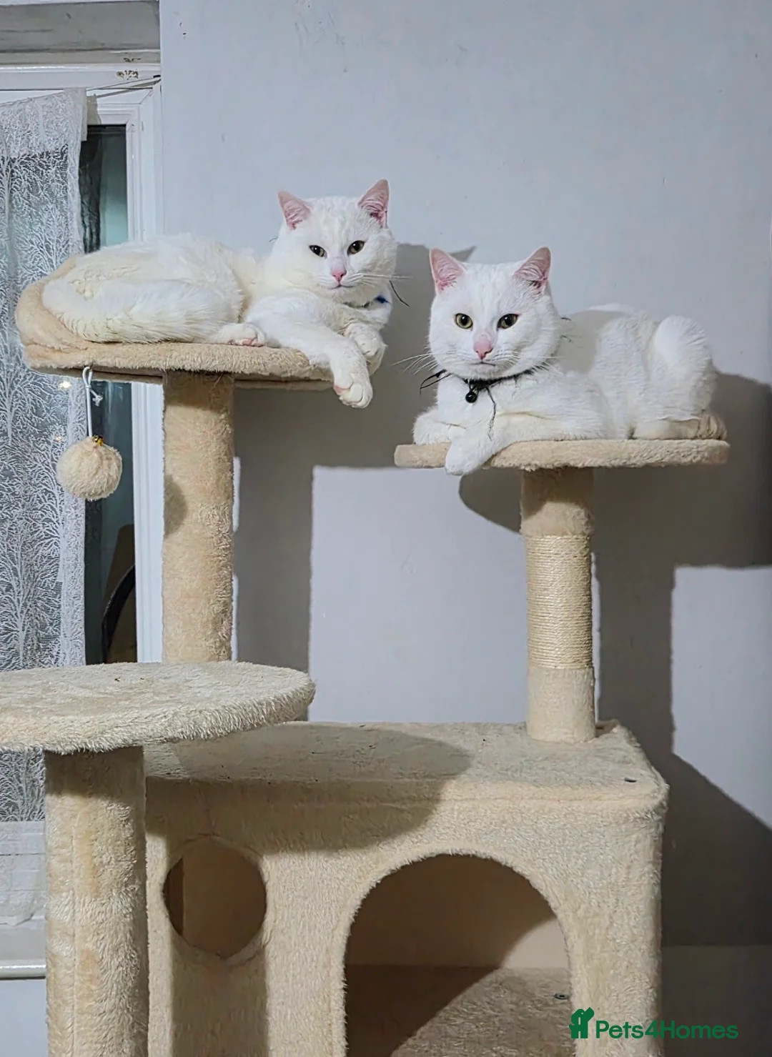 British Shorthair cats for sale: White cats for sale  - Advert 4