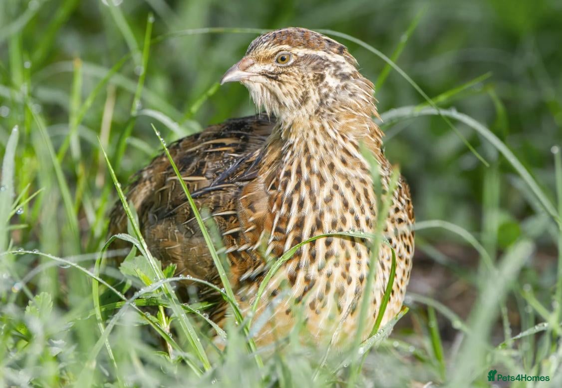 Quail poultry 4 Female Quails For Sale - Advert 1