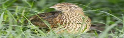 Quail poultry for sale: 4 Female Quails For Sale - Advert 1