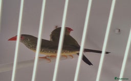 Canaries birds for sale: Canaries for sale beautiful markings  - Image 18