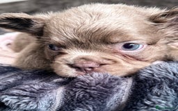French Bulldog dogs for sale: FLUFFY FRENCH BULLDOGS - Image 22