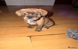 Mixed Breed dogs for sale: 💙2 Lovely male French bulldogs mixed💙  - Image 8