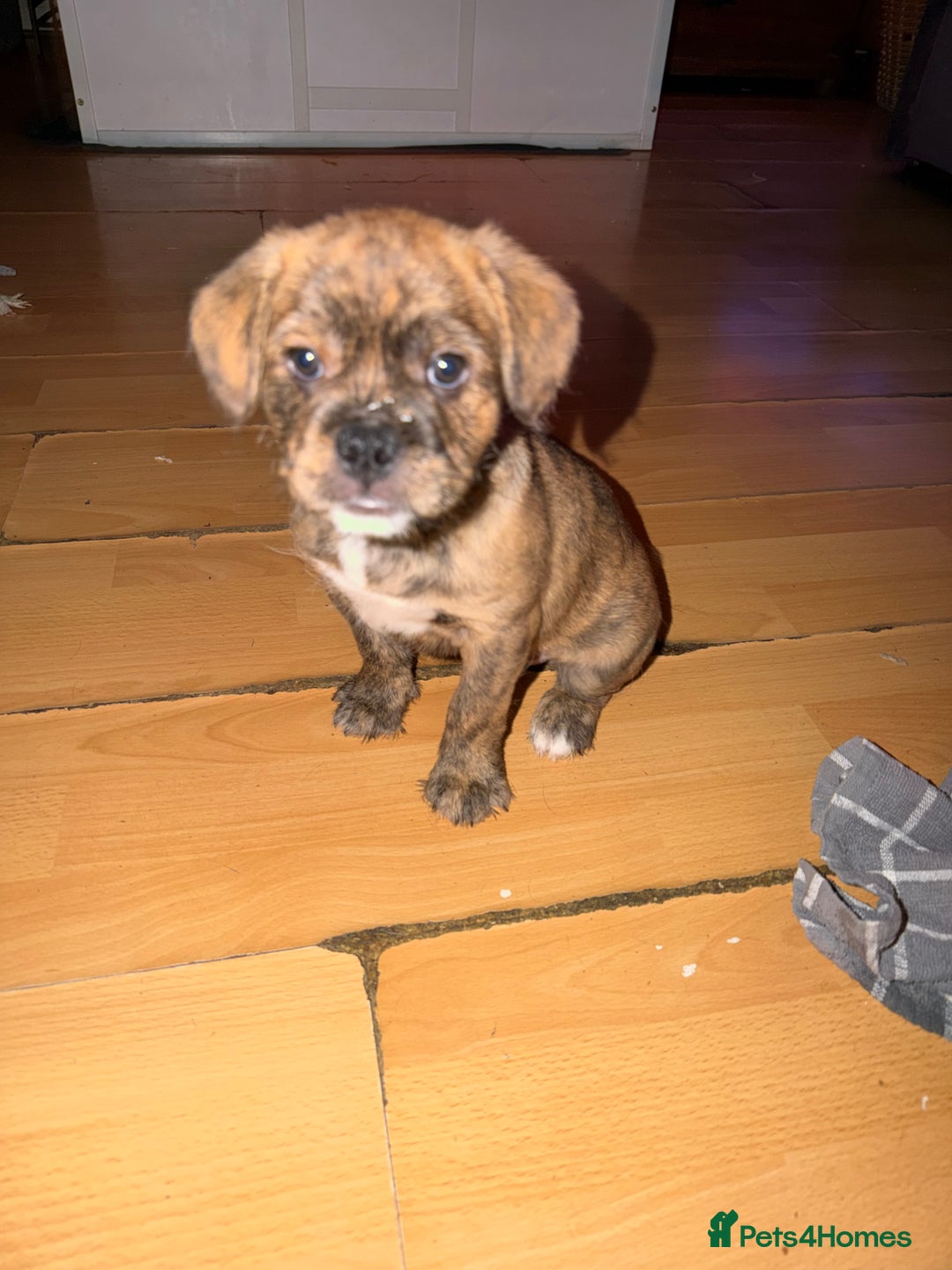 Mixed Breed dogs for sale: 💙2 Lovely male French bulldogs mixed💙  - Image 8
