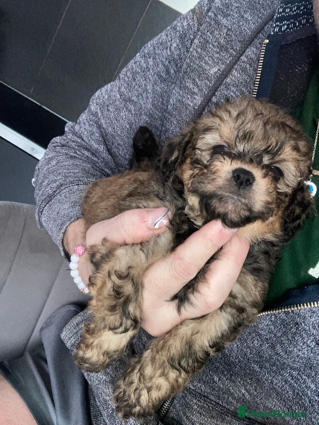 Shihpoo dogs for sale: WAITING LIST for Our 2026 Toy Shihpoo - Advert 3