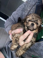 Shihpoo dogs - Advert 2