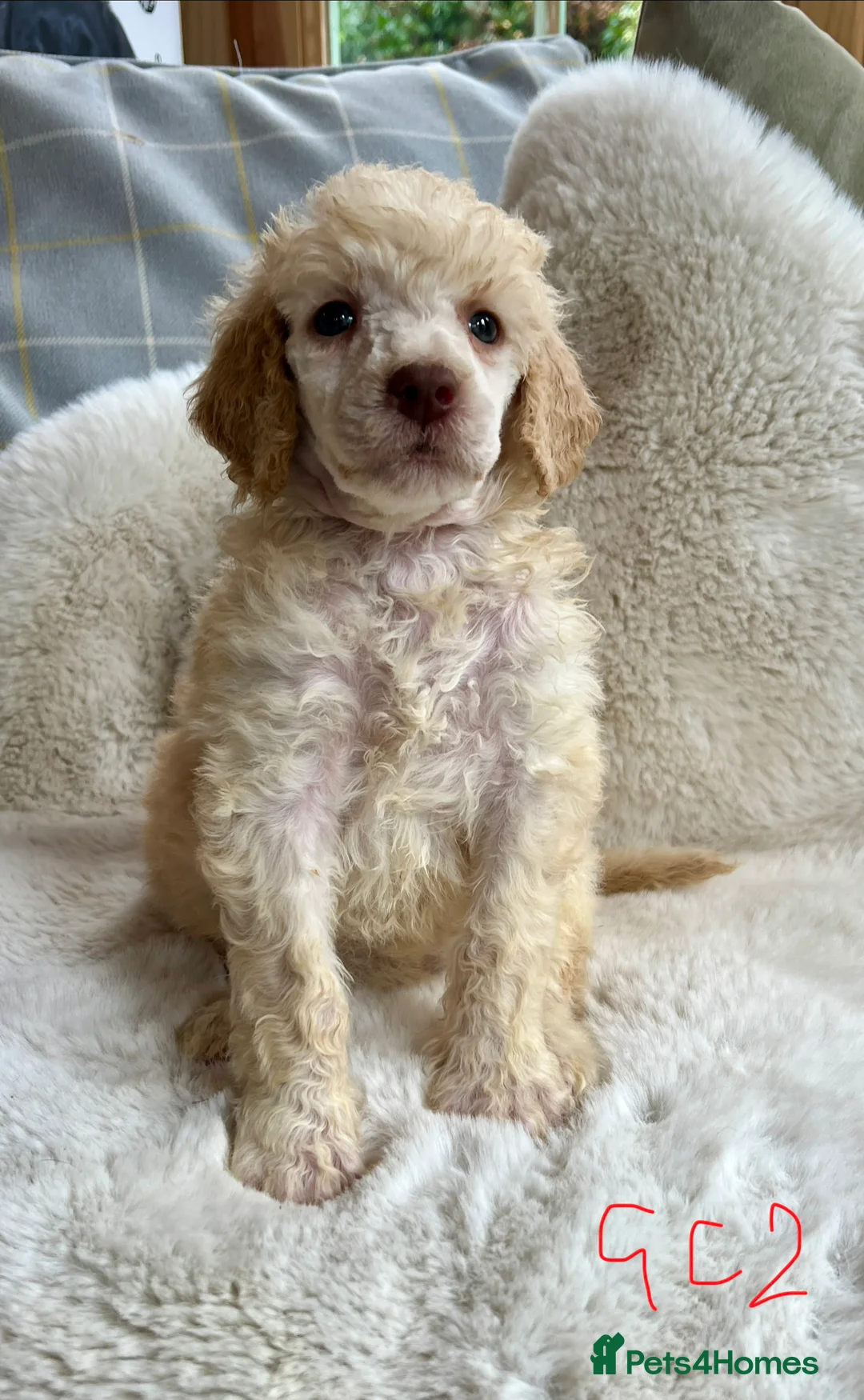 Standard Poodle dogs for sale: Stunning KC reg standard poodles  - Advert 23