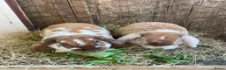 Mini Lop rabbits for sale: Beautiful Plush Lop Females - Advert 4