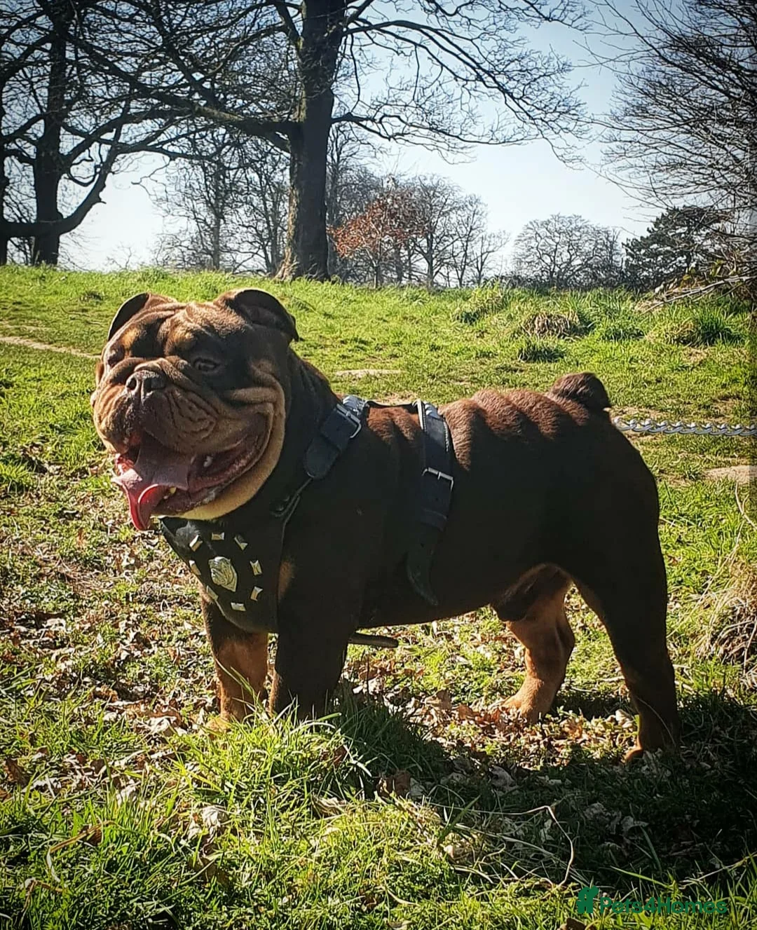English Bulldog dogs for stud: *ROGUEROYALES Stud Valentino* Health Tested Clear in Wolverhampton - Advert 5