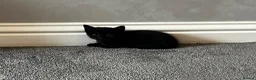 Mixed Breed cats for sale: 3 black males  in Watford - Advert 4