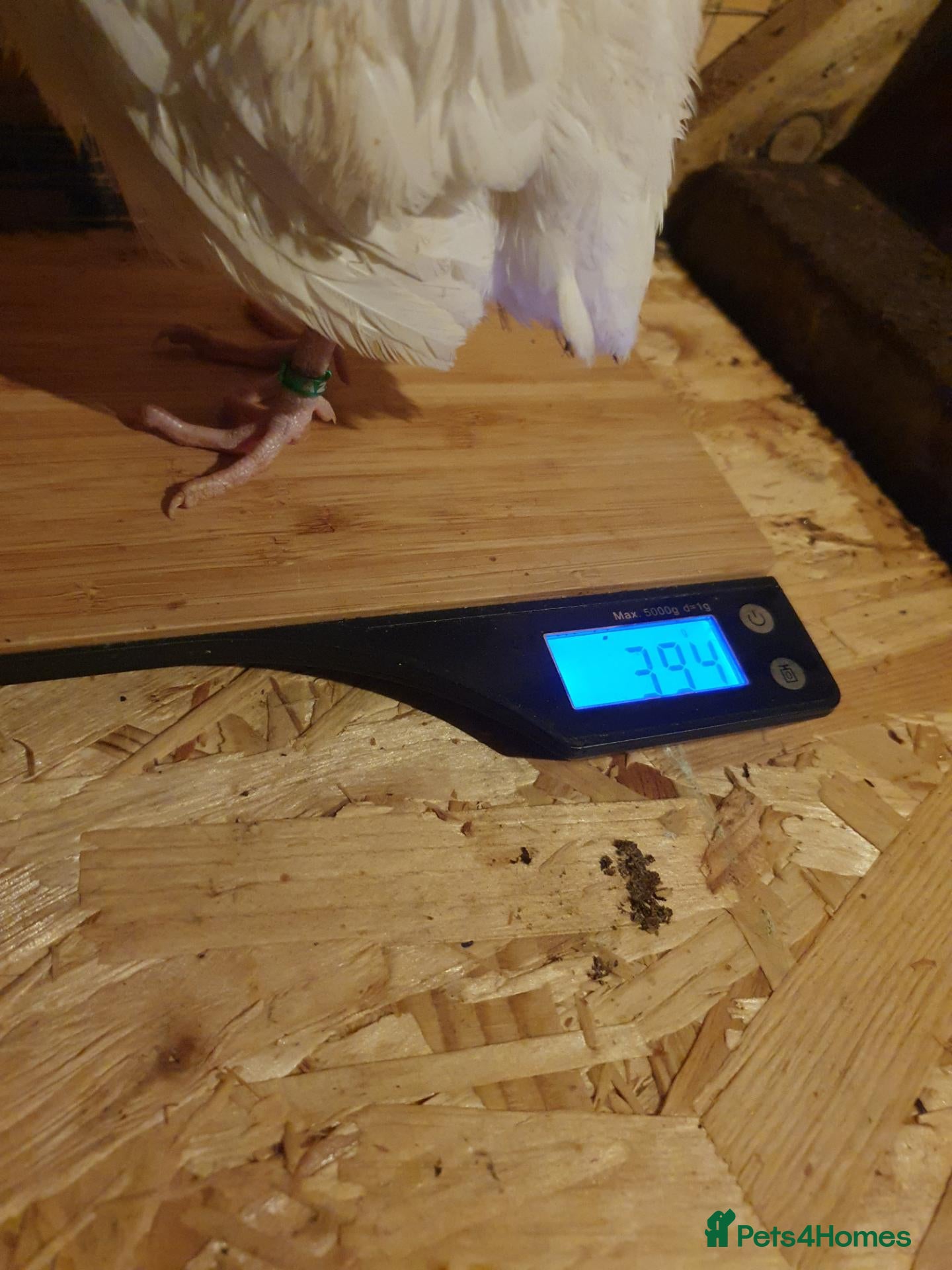 Mixed Breed birds for sale: 6-week-old Giant Polar male quail for sale. - Advert 1