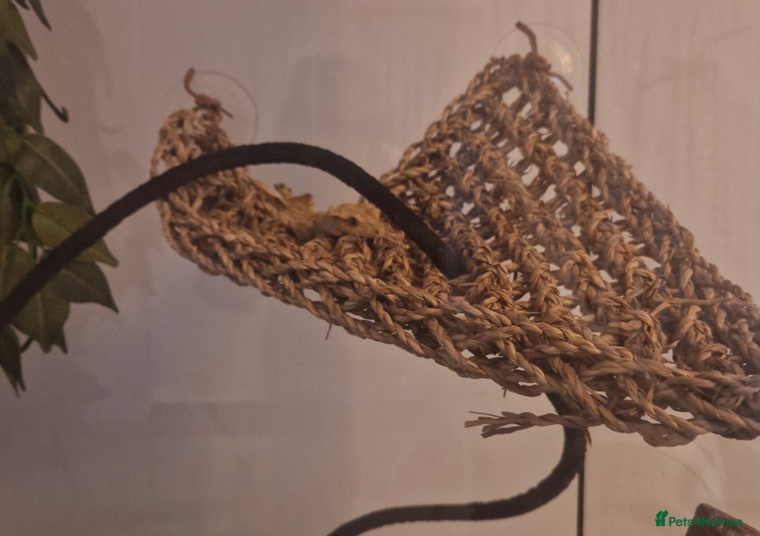 Gecko reptiles for sale: 6 Year Old Female Crested Gecko + Full Terranium - Advert 6