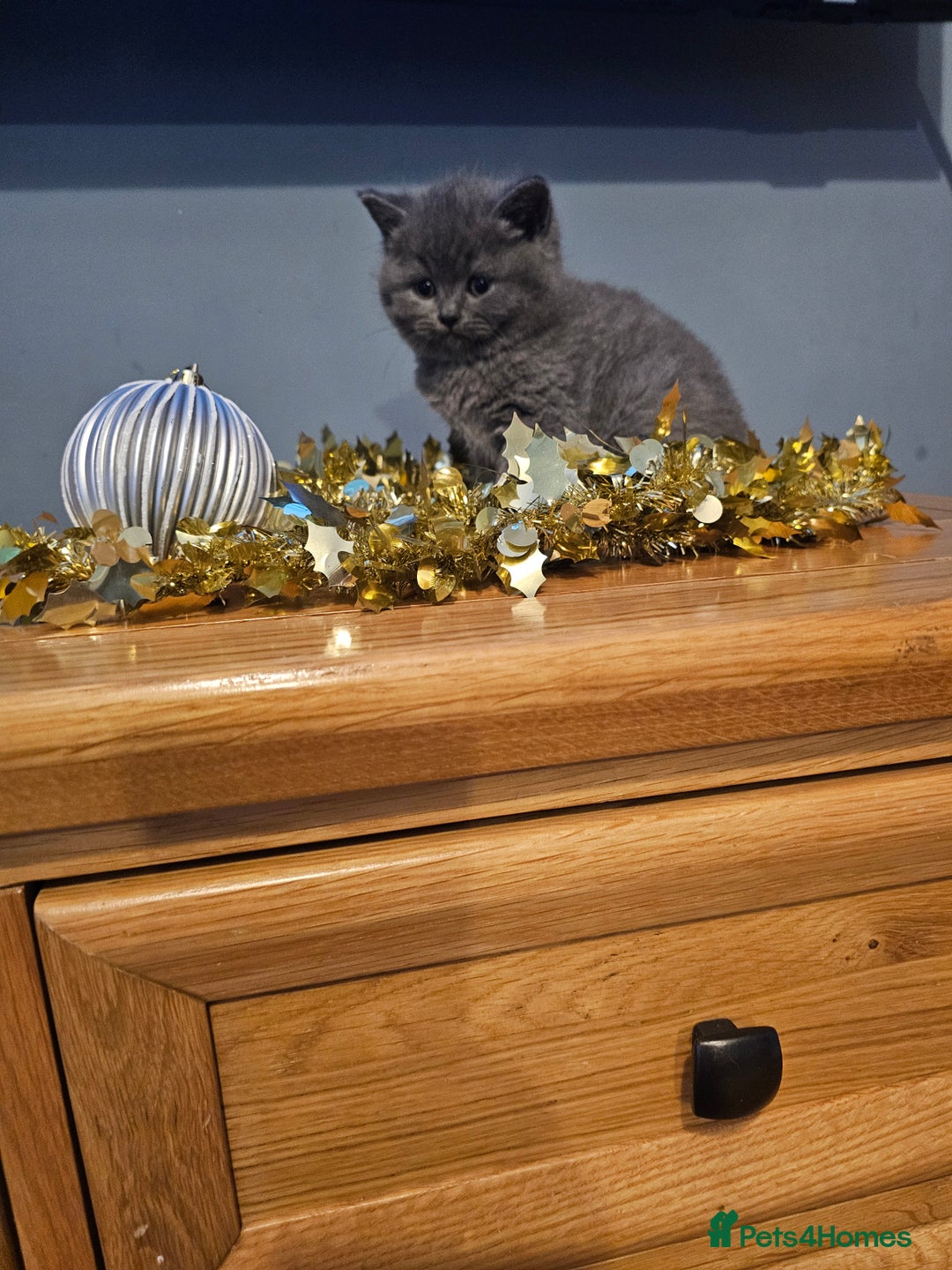 British Shorthair cats for sale: British shorthair kittens  - Advert 2