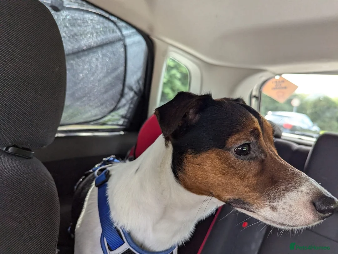 Jack Russell dogs for stud: Buddy for stud  - Advert 2