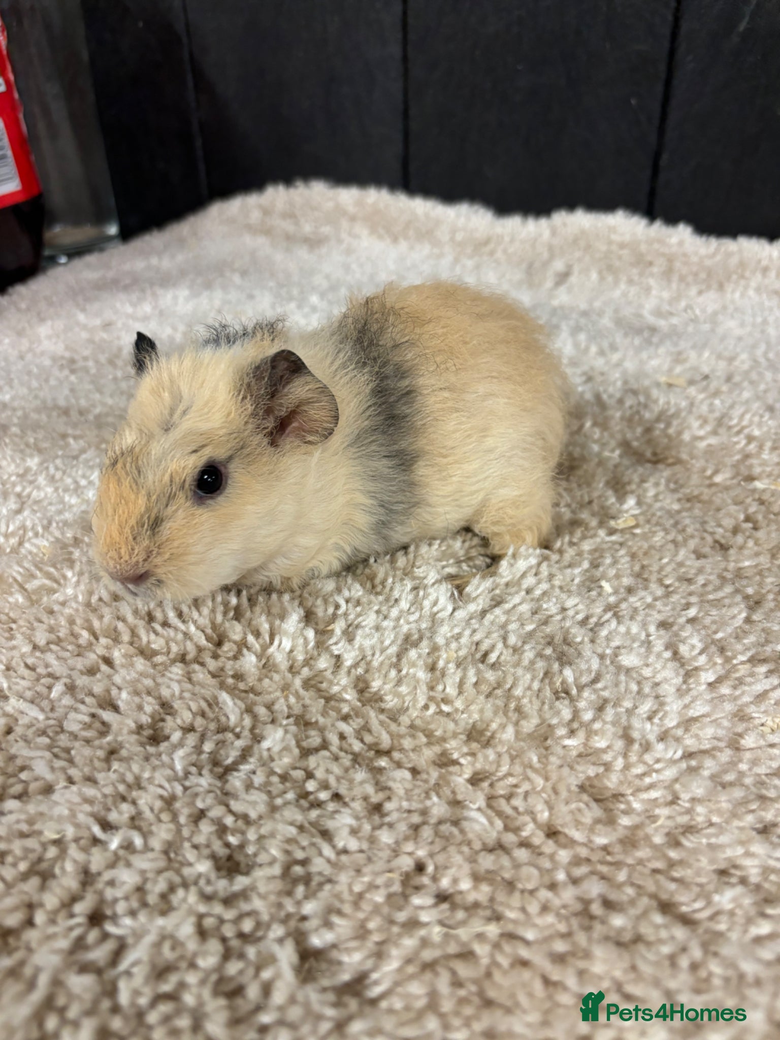 Guinea Pig rodents Female guinea pigs - Advert 17