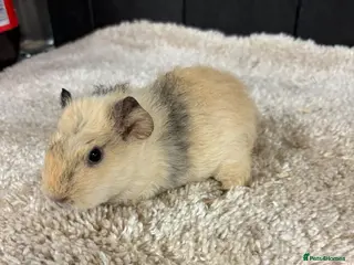 Guinea Pig rodents Female guinea pigs - Advert 1