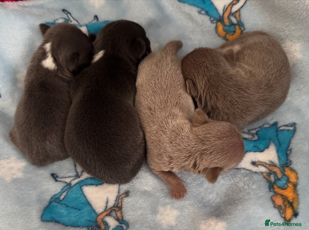 Chihuahua dogs for stud: Kc registered blue smooth coat for stud in South Shields - Advert 6