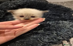 Ragdoll cats for sale: ragdoll kittens for sale - Image 5