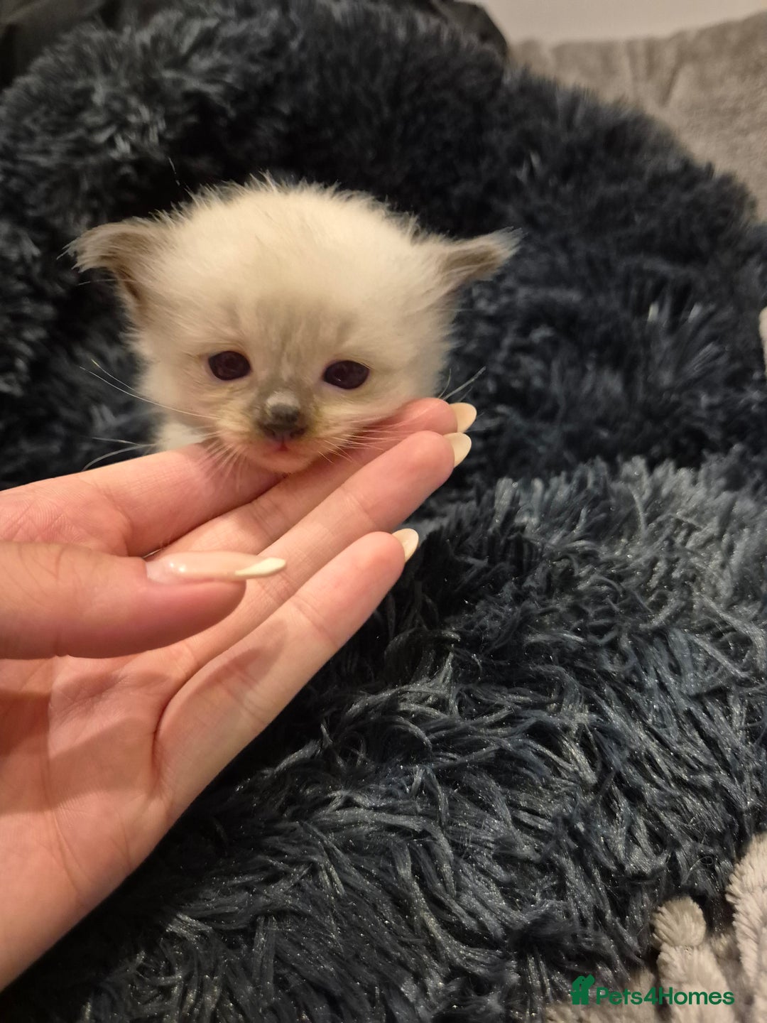 Ragdoll cats for sale: ragdoll kittens for sale - Image 5