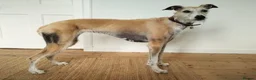 Lurcher dogs for adoption: GERTIE, female lurcher in rescue - Advert 2